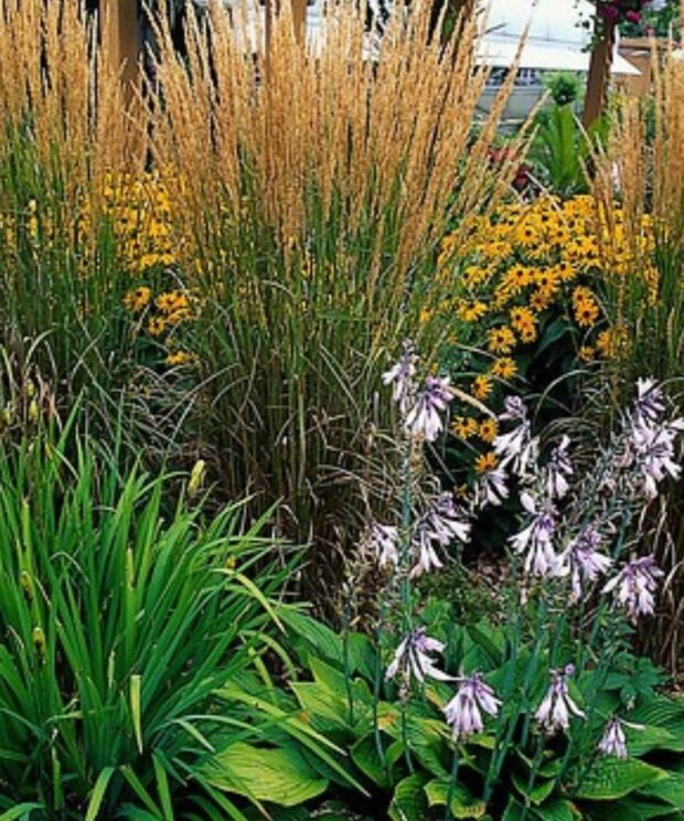 Calamagrostis acutiflora 'Karl Foerster' (Struisriet)