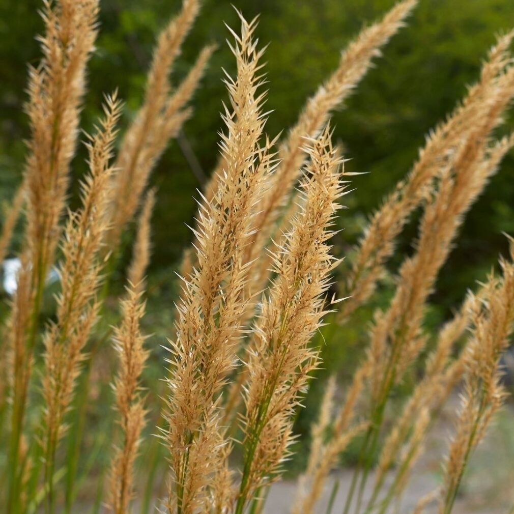 Calamagrostis acutiflora 'Karl Foerster' (Struisriet)