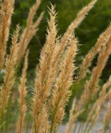 Calamagrostis acutiflora 'Karl Foerster' (Struisriet)