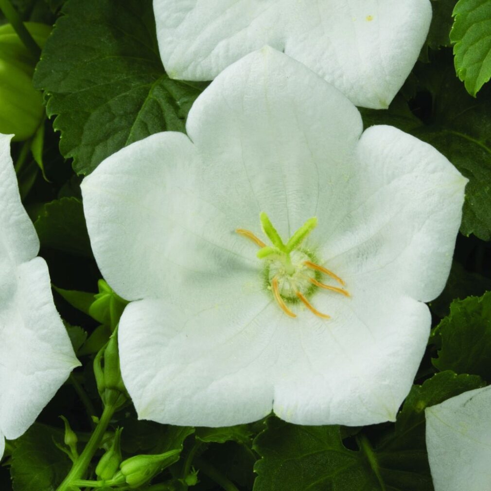 Campanula carpatica 'Weisse Clips' (Klokjesbloem)