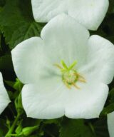 Campanula carpatica 'Weisse Clips' (Klokjesbloem)