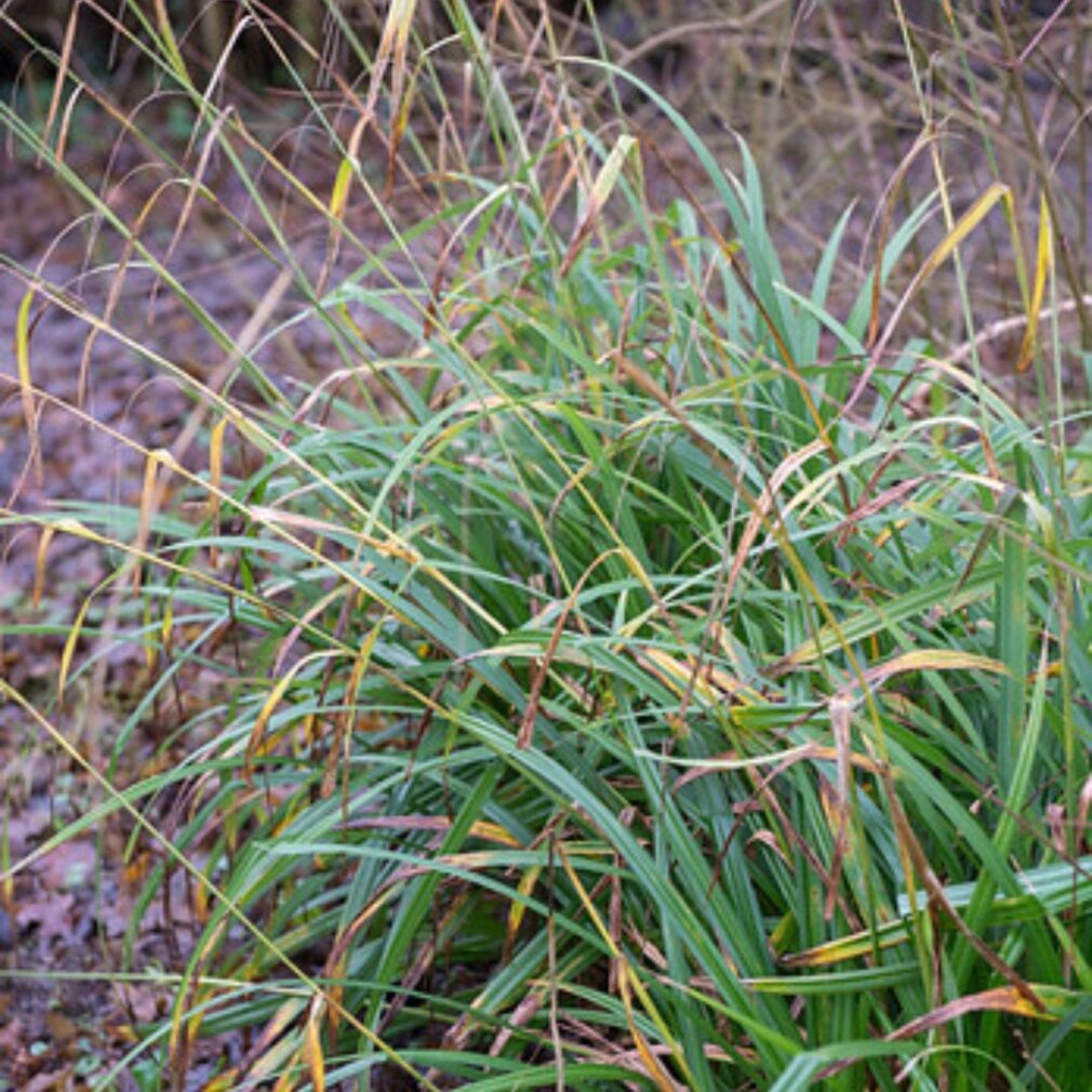 Carex morrowii (Zegge)