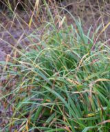 Carex morrowii (Zegge)