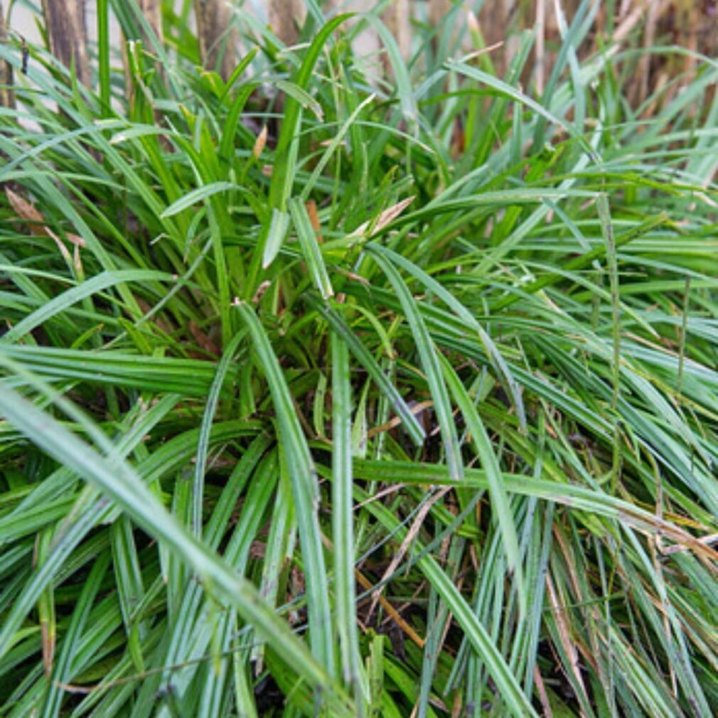 Carex morrowii (Zegge)