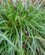 Carex morrowii (Zegge)