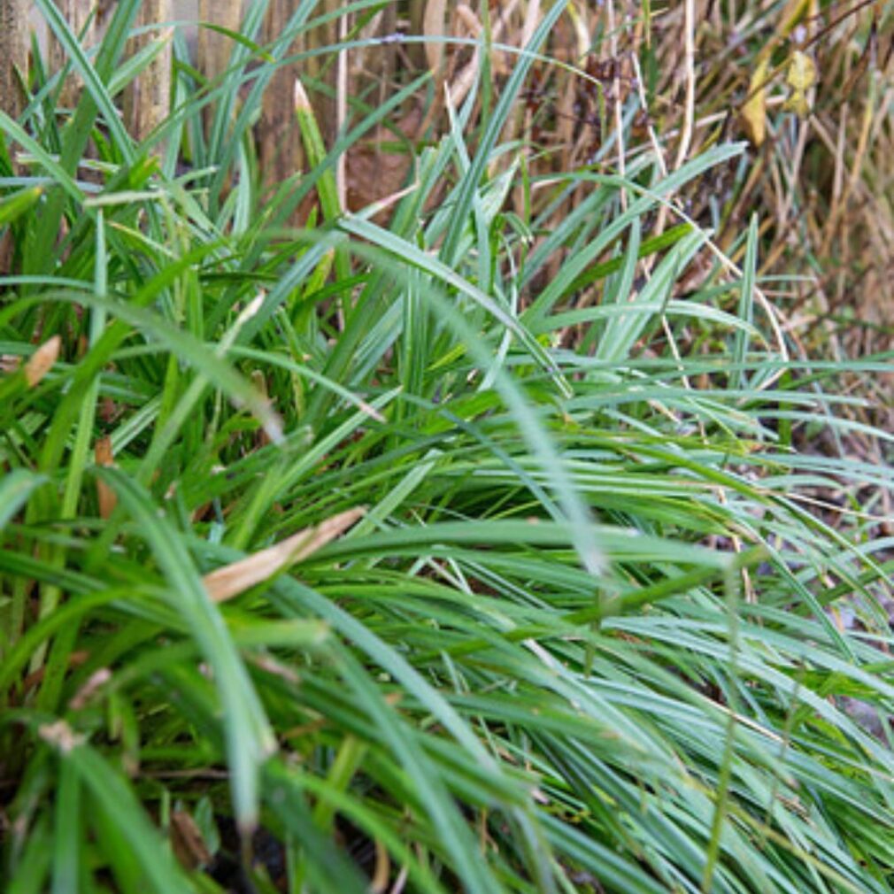 Carex morrowii (Zegge)