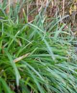 Carex morrowii (Zegge)