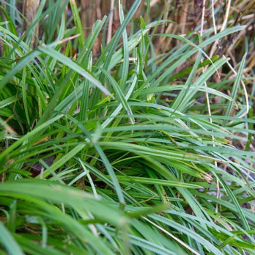 Carex morrowii (Zegge)