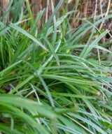 Carex morrowii (Zegge)