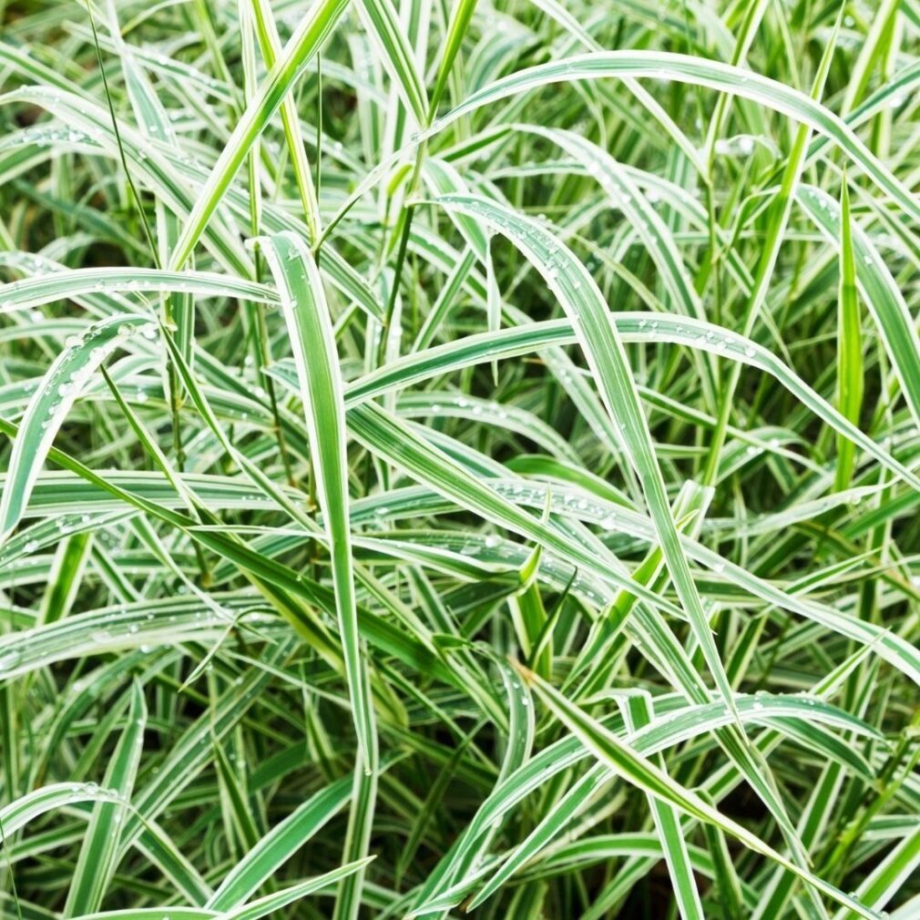 Carex morrowii 'Variegata' (Zegge)