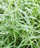 Carex morrowii 'Variegata' (Zegge)