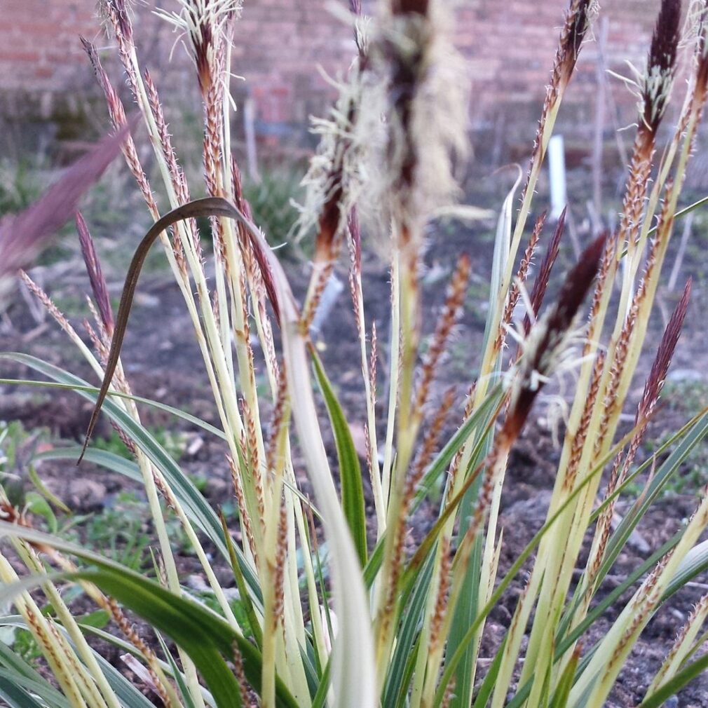 Carex morrowii 'Variegata' (Zegge)