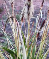 Carex morrowii 'Variegata' (Zegge)