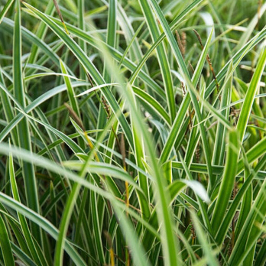 Carex morrowii 'Variegata' (Zegge)