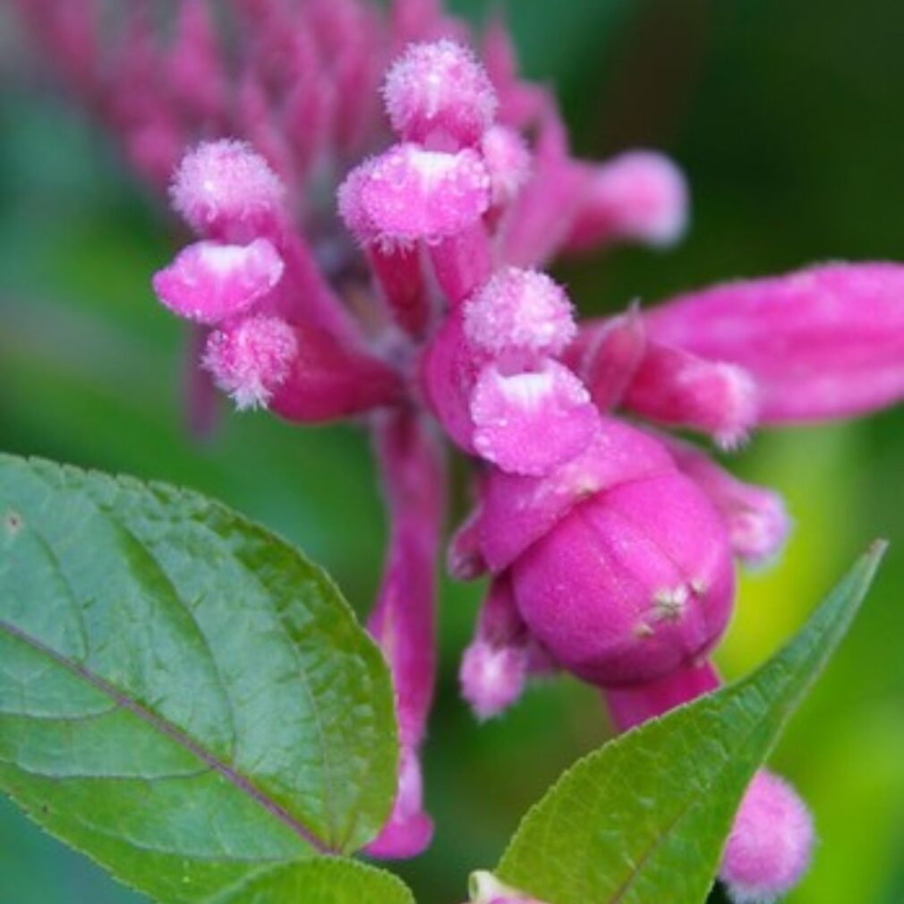 Chelone obliqua (Schildpadbloem)