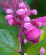 Chelone obliqua (Schildpadbloem)