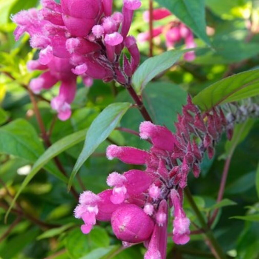 Chelone obliqua (Schildpadbloem)