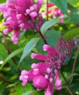 Chelone obliqua (Schildpadbloem)