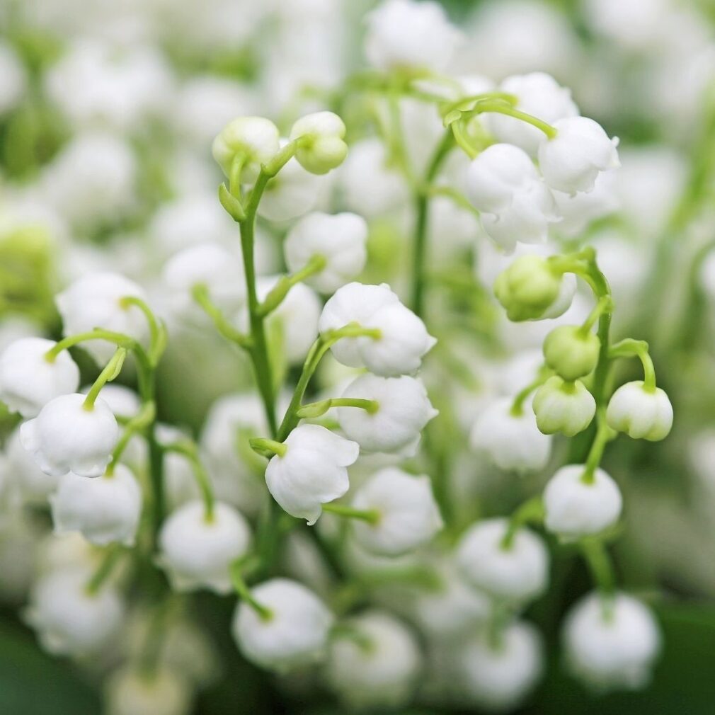 Convallaria majalis (Lelietje-Van-Dalen)