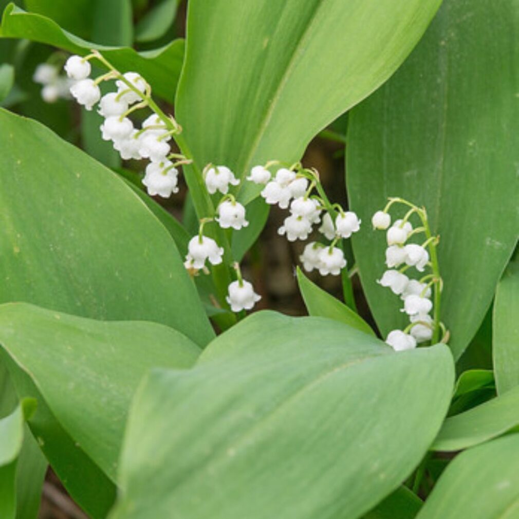 Convallaria majalis (Lelietje-Van-Dalen)