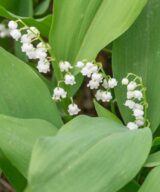 Convallaria majalis (Lelietje-Van-Dalen)