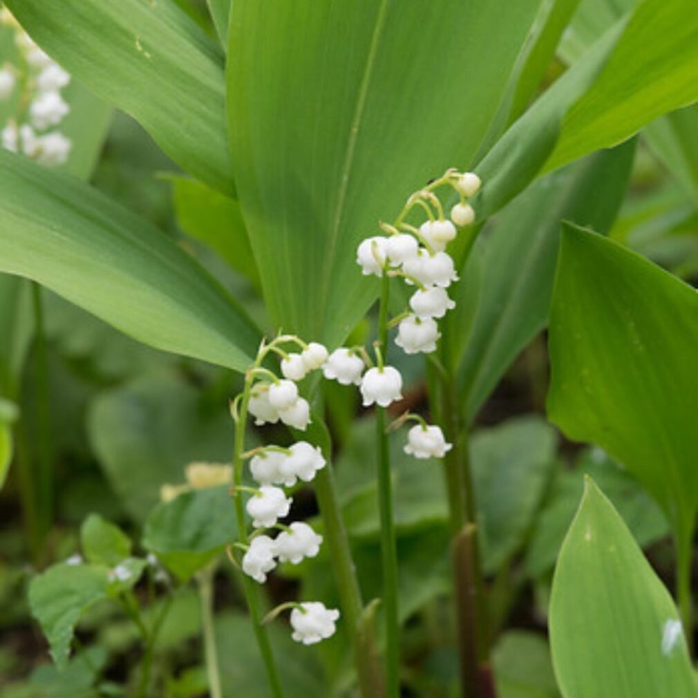 Convallaria majalis (Lelietje-Van-Dalen)