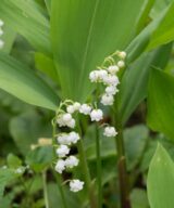 Convallaria majalis (Lelietje-Van-Dalen)