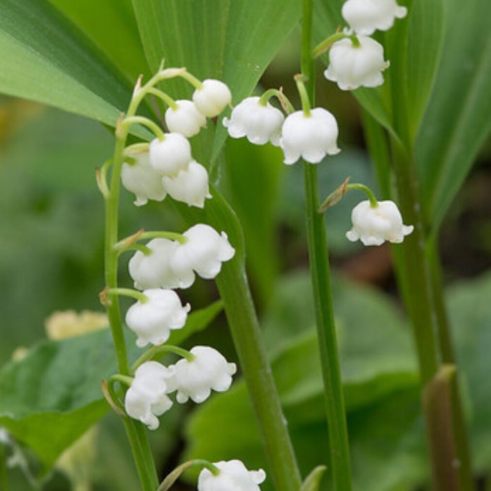 Convallaria majalis (Lelietje-Van-Dalen)