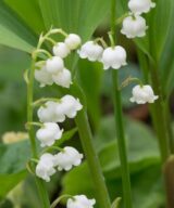 Convallaria majalis (Lelietje-Van-Dalen)