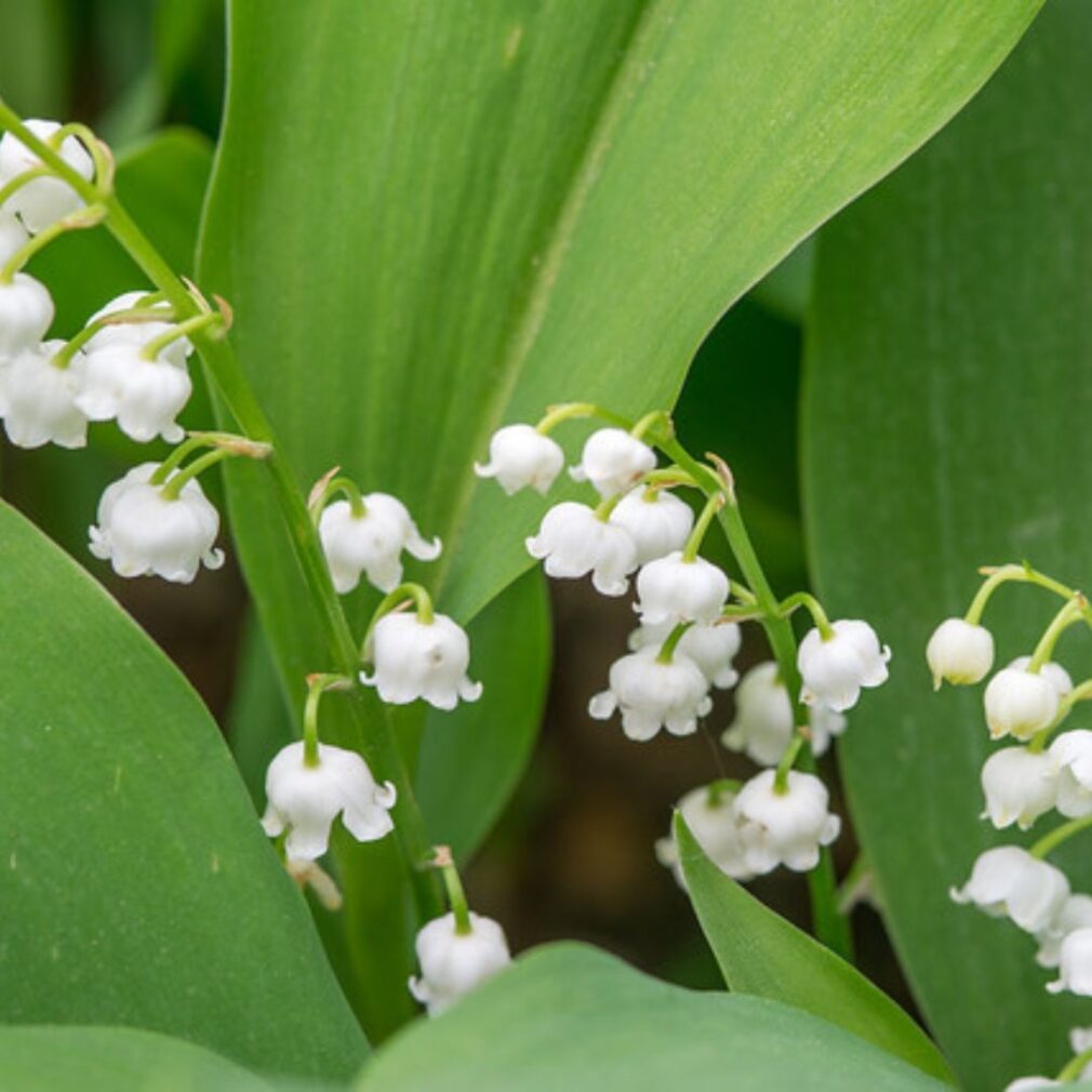 Convallaria majalis (Lelietje-Van-Dalen)