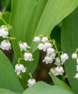 Convallaria majalis (Lelietje-Van-Dalen)