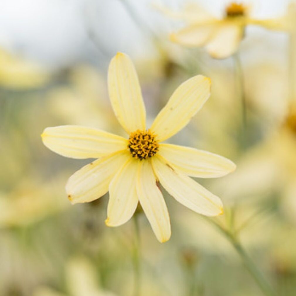 Coreopsis verticillata 'Moonbeam' (Meisjesogen)