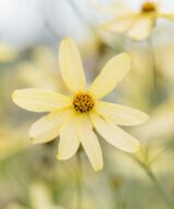 Coreopsis verticillata 'Moonbeam' (Meisjesogen)