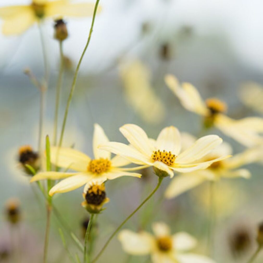 Coreopsis verticillata 'Moonbeam' (Meisjesogen)