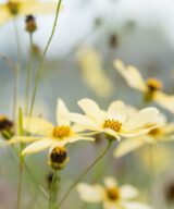 Coreopsis verticillata 'Moonbeam' (Meisjesogen)