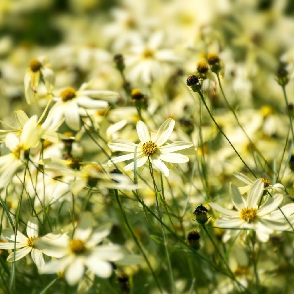 Coreopsis verticillata 'Moonbeam' (Meisjesogen)