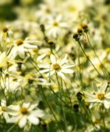 Coreopsis verticillata 'Moonbeam' (Meisjesogen)