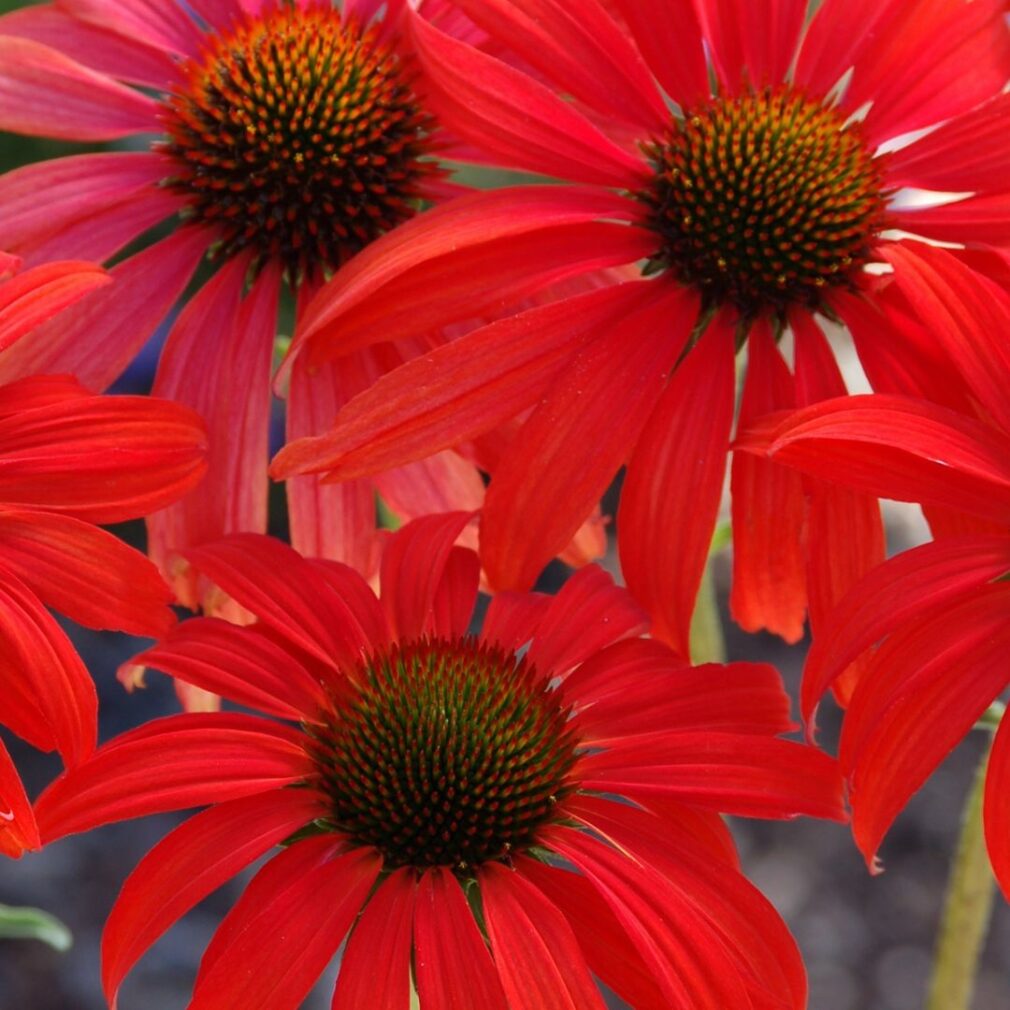 Echinacea 'Tomatosoup' ® (Zonnehoed)