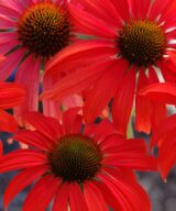 Echinacea 'Tomatosoup' ® (Zonnehoed)