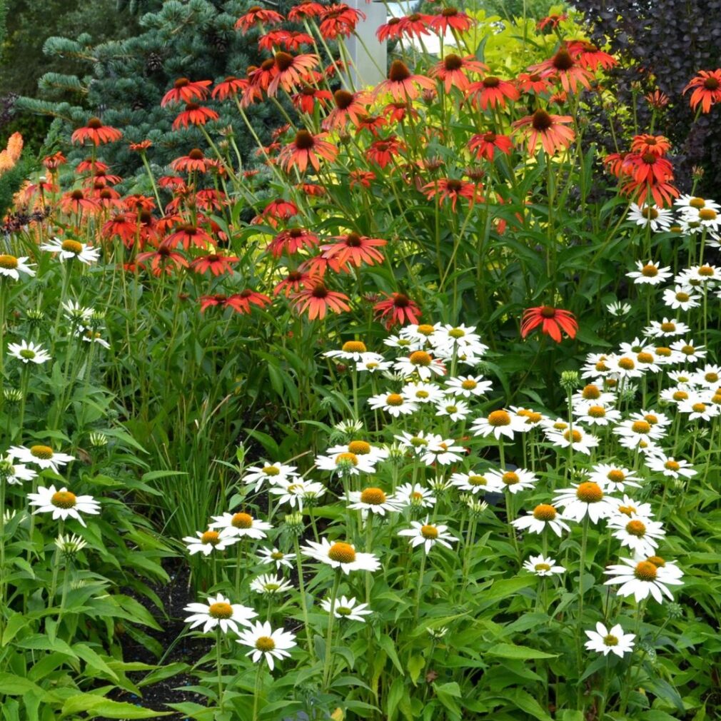 Echinacea 'Tomatosoup' ® (Zonnehoed)