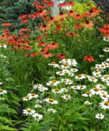 Echinacea 'Tomatosoup' ® (Zonnehoed)