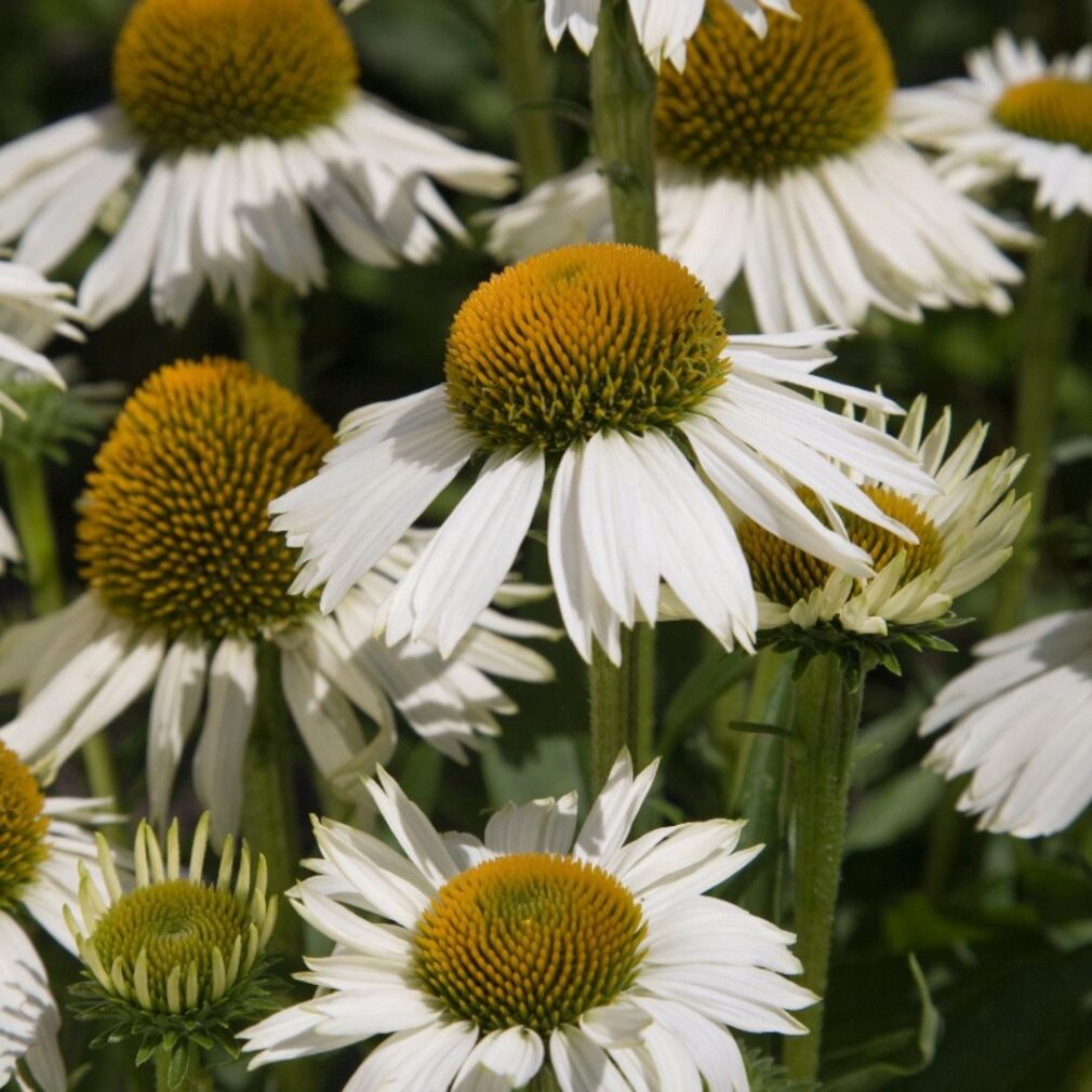 Echinacea 'White Meditation' ®(Zonnehoed)