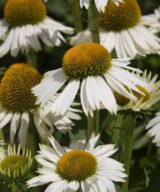 Echinacea 'White Meditation' ®(Zonnehoed)