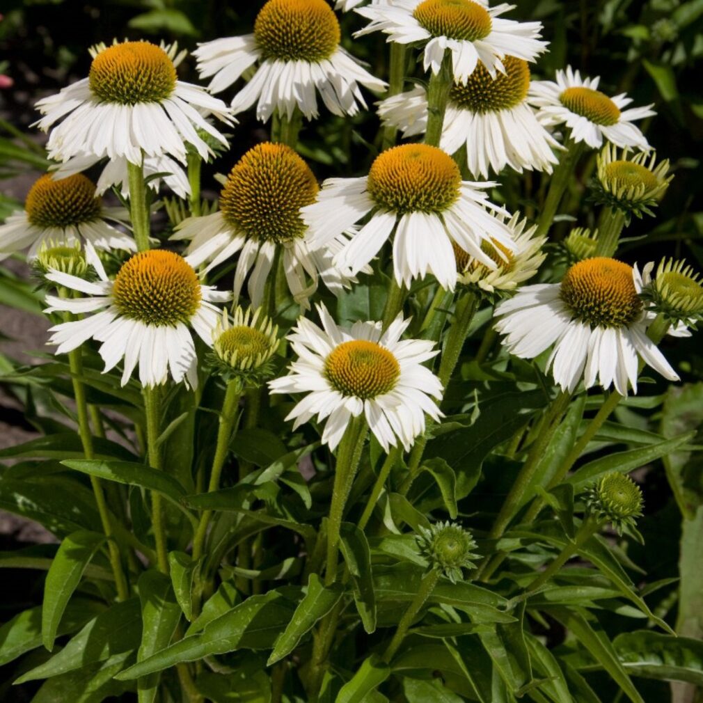 Echinacea 'White Meditation' ®(Zonnehoed)