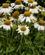 Echinacea 'White Meditation' ®(Zonnehoed)