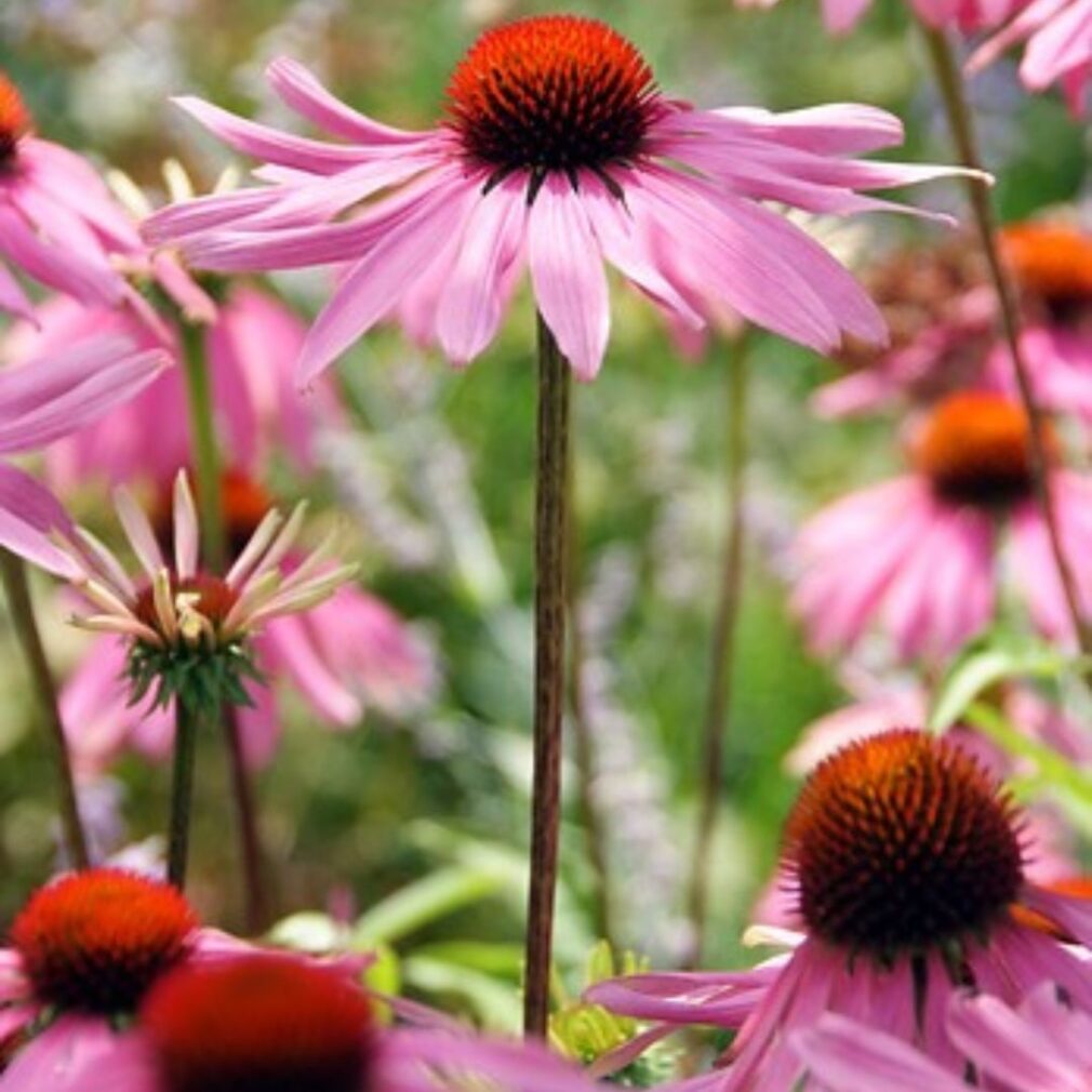 Echinacea purpurea (Zonnehoed)