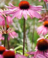 Echinacea purpurea (Zonnehoed)