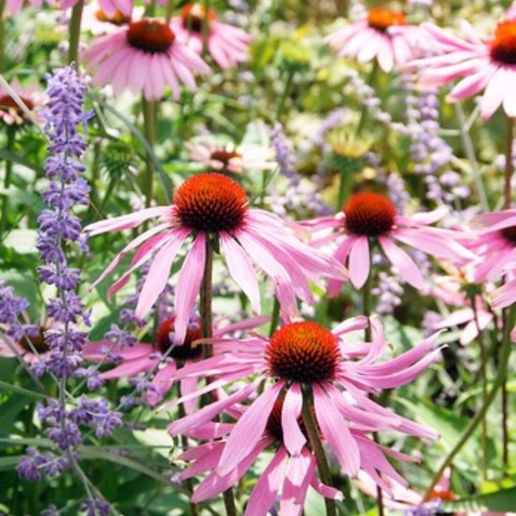 Echinacea purpurea (Zonnehoed)