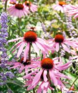 Echinacea purpurea (Zonnehoed)