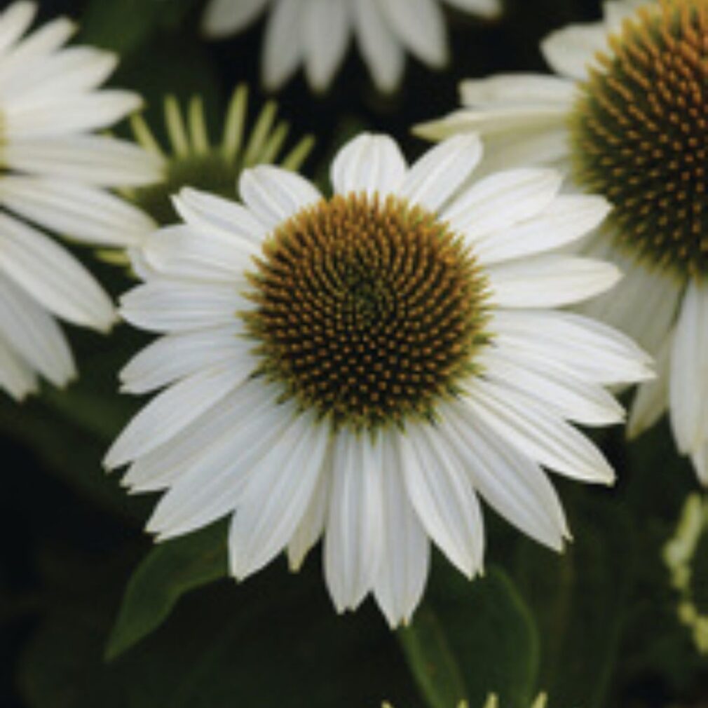 Echinacea purpurea 'White Swan' (Zonnehoed)